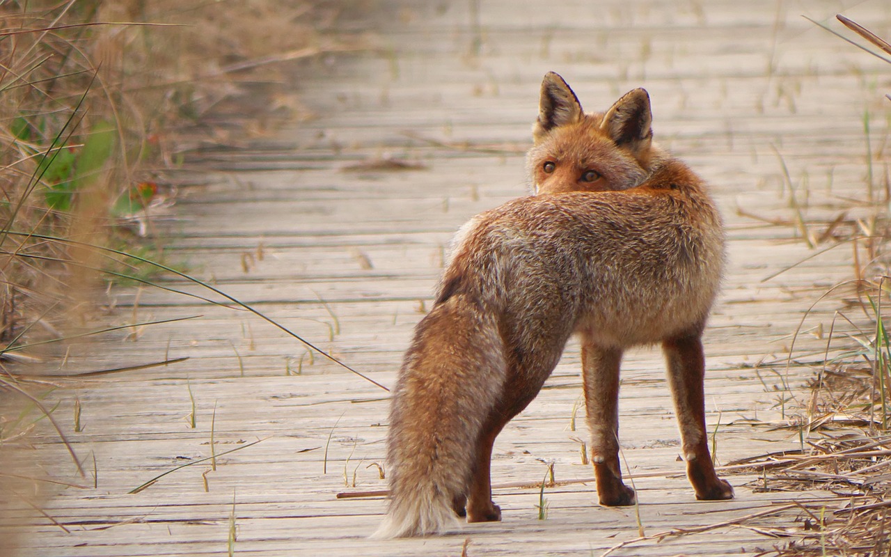 Rommel: The Desert Fox